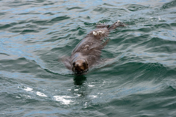 seal swimming on the surface of the ocean