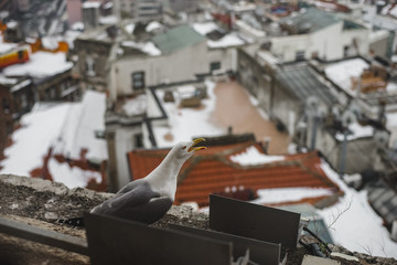 shouting seagull at Galata tower