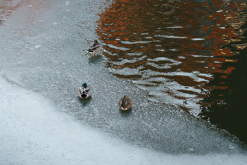 A flock of ducks on the ice in winter Moscow