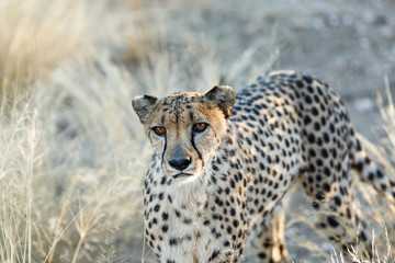 Gepard (Acinonyx jubatus),