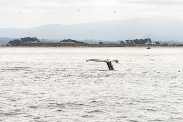 Fototapeta premium whale fin of a diving whale