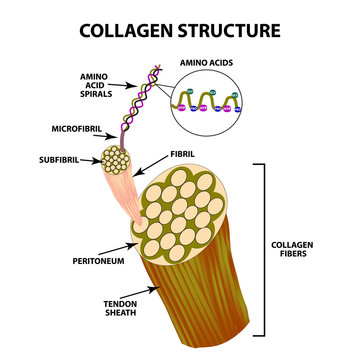 Collagen structure. Infographics. Vector illustration on isolated background.