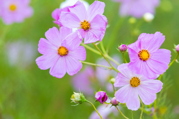 Fototapeta premium Pink cosmos flowers against green background