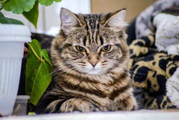 Portrait of a beautiful gray striped cat close up