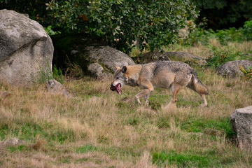 Loup d'Europe et sa pitance