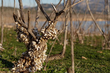 Crustaceans growing on a dead tree next to a reservoir in Spain