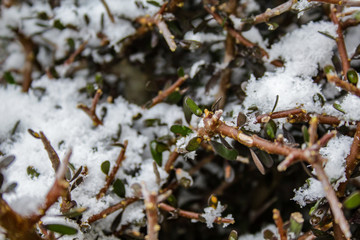plants covered in snow during winter time on the South Island in New Zealand