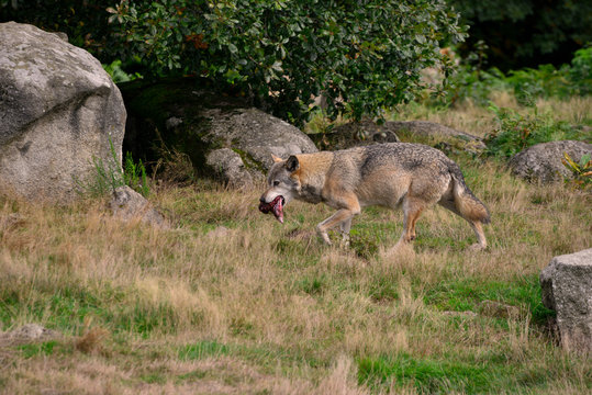 Loup d'Europe et sa pitance