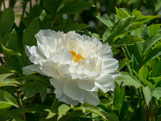 Jolie pivoine aux pétales doubles blanches écarlates (Paeonia)