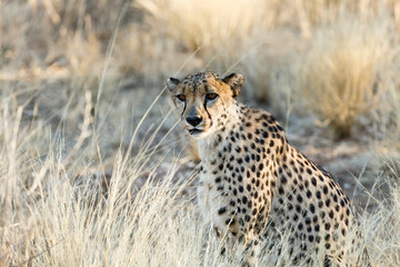 Gepard (Acinonyx jubatus), sitzend