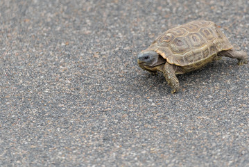 Tortoise