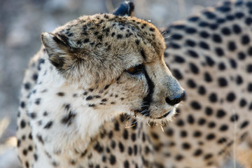 Gepard (Acinonyx jubatus),