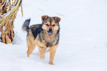 Small dog in the snow in the garden in winter_