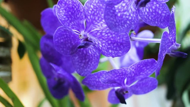 tropical epiphytic monopodial Orchid Ascocenda. Close up. Hybrid Orchid colors of bright blue color with white veins of vessels indoors or outdoors, real time, camera movement
