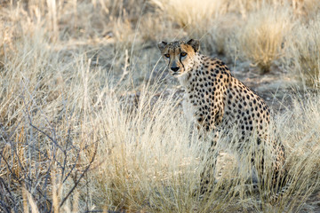 Gepard (Acinonyx jubatus), sitzend