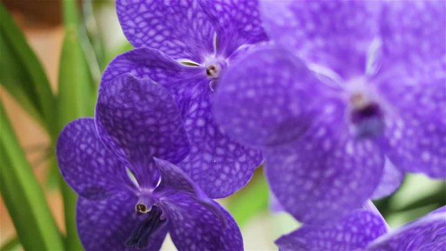 beautiful flowers purple ascocenda closeup. Petals are decorated of a grid, dark capillaries. Indoor or outdoor, real time, camera movement, shadow depth of field, tracking shot, panning