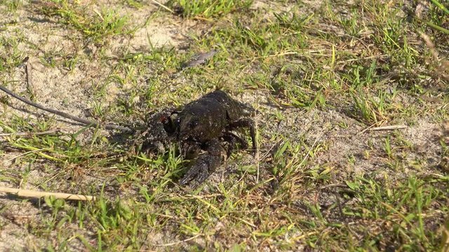 4K Crawfish moves hinder foremost in grass