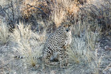 Gepard (Acinonyx jubatus), sitzend