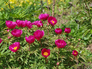 Pivoines officinales (Paeonia officinalis)