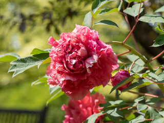 Pivoine arbustive ou pivoine en arbre (Paeonia suffruticosa)