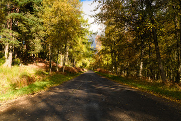 Naklejka premium The B9102 in Speyside, Scotland, in all her autumnal glory. 20 October 2018