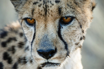 Gepard (Acinonyx jubatus), Tierportrait © mophoto