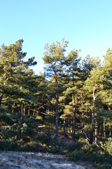 Spring forest of Curonian spit