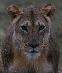 African Lion