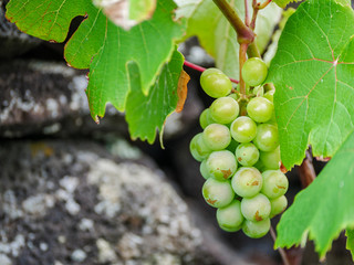 Close up image of green wine grapes