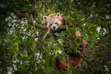 red panda