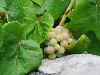 Close up image of green wine grapes