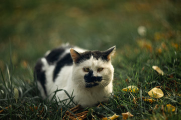 Temperamental homeless cross-eyed squint spotty cat looks at you in on green grass