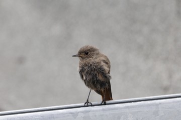 European black redstart (Phoenicurus ochruros)