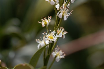 Cherry laurel flower (Prunus laurocerasus)