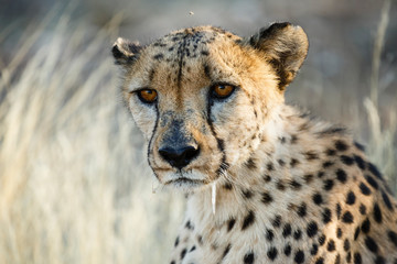 Gepard (Acinonyx jubatus), sitzend, Tierportrait