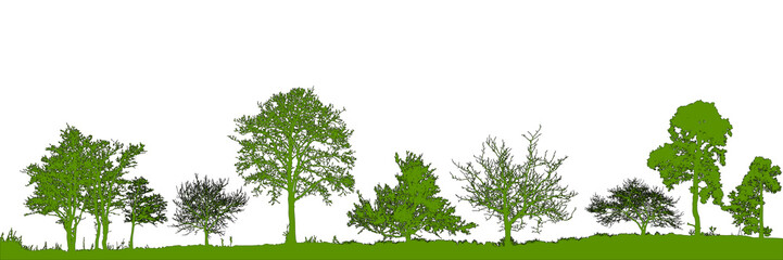 Realistic trees silhouette. Vector set of natural trees. (Vector illustration).