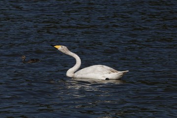 Whooper swan (Cygnus cygnus) on a blue water surface