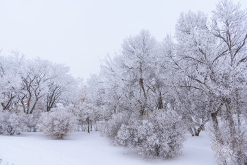 Fototapeta na wymiar frosty winter landscape with trees and snow