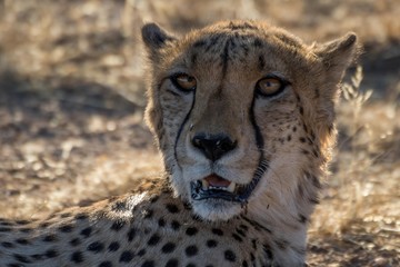 cheetah