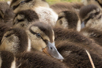 duck chicks