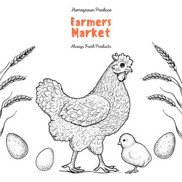 Chicken, chick and eggs hand drawn, vector illustration. Vintage chicken sketch. Design element. Chicken farm label.