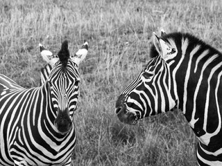 Fototapeta na wymiar Zebras photographed in monochrome at Port Lympne Safari Park, Ashford, Kent UK