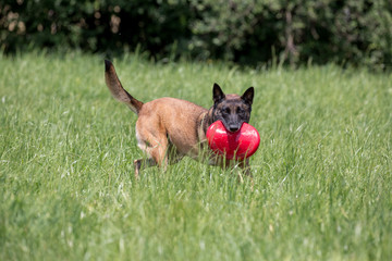 Hübscher Schäferhund spielt mit Frisbee