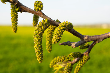 Spring walnut blossom. Male walnut flowers-staminate flowers consist of six-lobed perianth and 12-18 stamens, collected by hanging earrings.