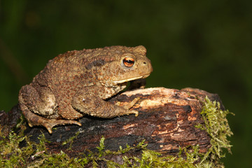 A hunting large Common Toad (Bufo bufo) sitting on a mossy log.	