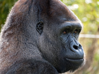Close up of Western Lowland adult male silverback Gorilla looking pensive. Photographed in...