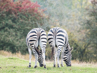 Two zebras photographed from behind at Port Lympne Safari Park, Ashford Kent UK. The Kent...
