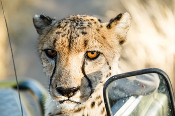 Gepard (Acinonyx jubatus), am Auto, Tierportrait