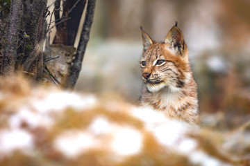 Young eurasian lynx in the forest at winter looking for prey © kjekol