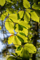 Gegenlichtaufnahme einiger Buchenblätter im Sonnenschein.
